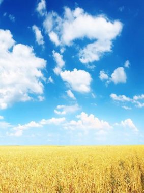 Cornfield Blue Sky HD Mobile Wallpaper Preview