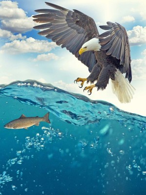 Eagle Catching Fish Underwater HD Mobile Wallpaper Preview