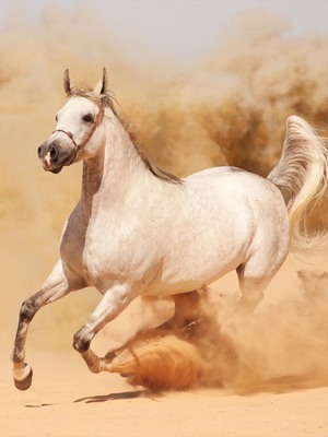 Horse Running On Sand HD Mobile Wallpaper Preview