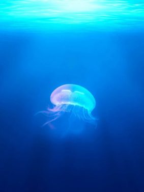 Jellyfish In Deep Blue Sea HD Mobile Wallpaper Preview