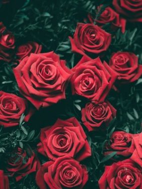 Red Roses HD Mobile Wallpaper Preview
