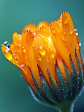 Water Drops On Salendula Marigold HD Mobile Wallpaper Preview