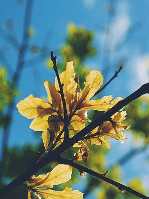 Yellow Leaf Branches HD Mobile Wallpaper Preview
