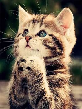 Kitten Praying HD Mobile Wallpaper Preview