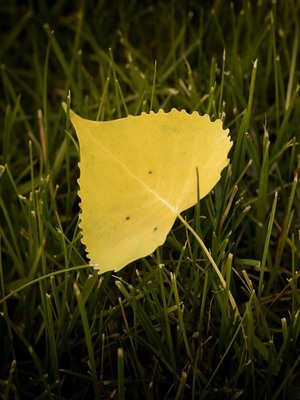 Yellow Leaf HD Mobile Wallpaper Preview