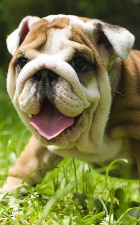 British Bulldog HD Mobile Wallpaper