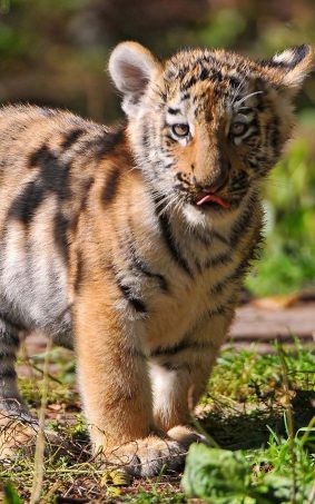 Tiger Cub HD Mobile Wallpaper