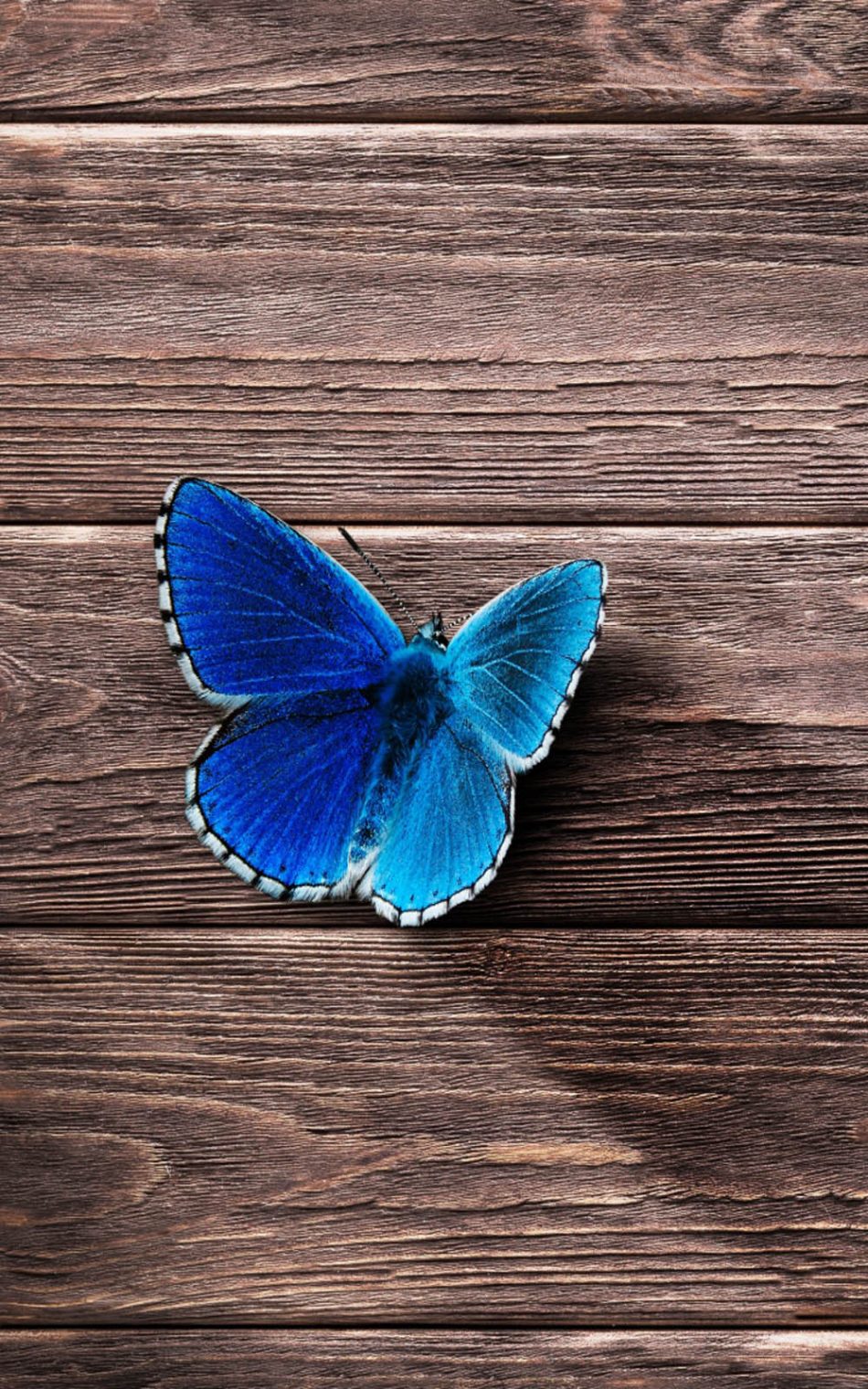 Beautiful Blue Butterfly HD Mobile Wallpaper