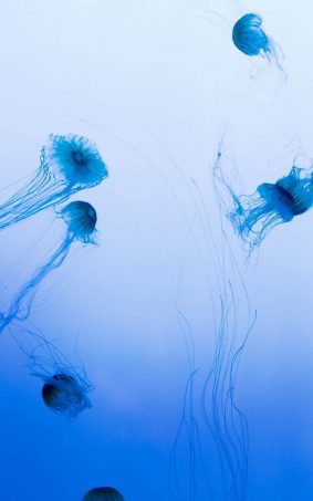Blue Sea Jellyfishes HD Mobile Wallpaper