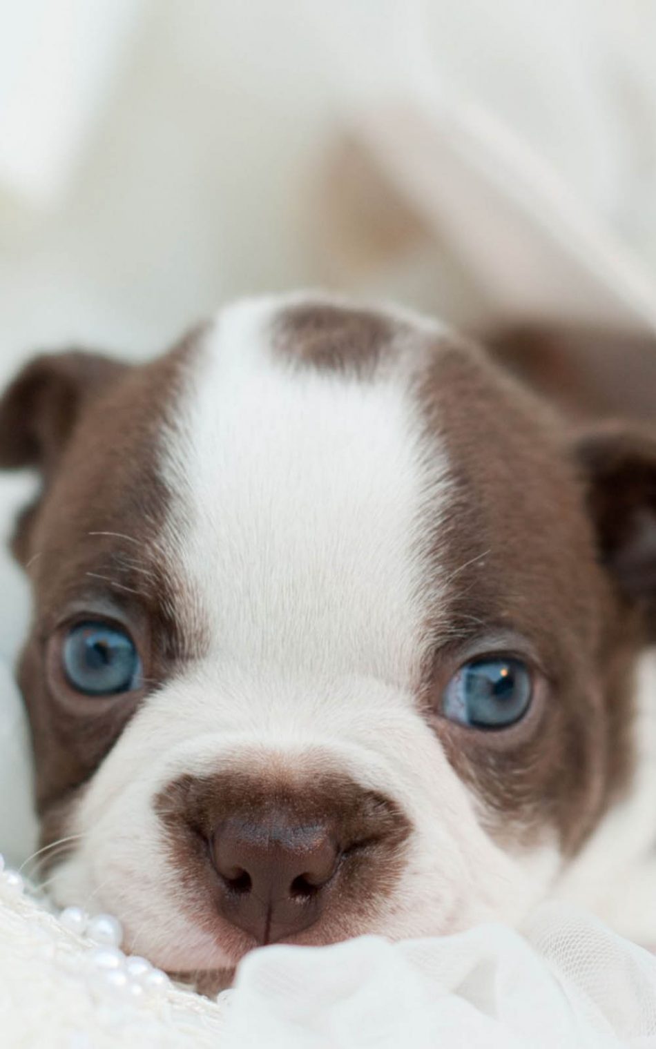 Cute Bulldog Puppy HD Mobile Wallpaper