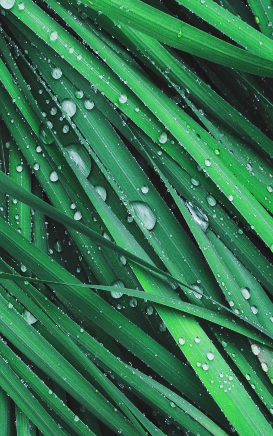 Grass Dew Drops HD Mobile Wallpaper