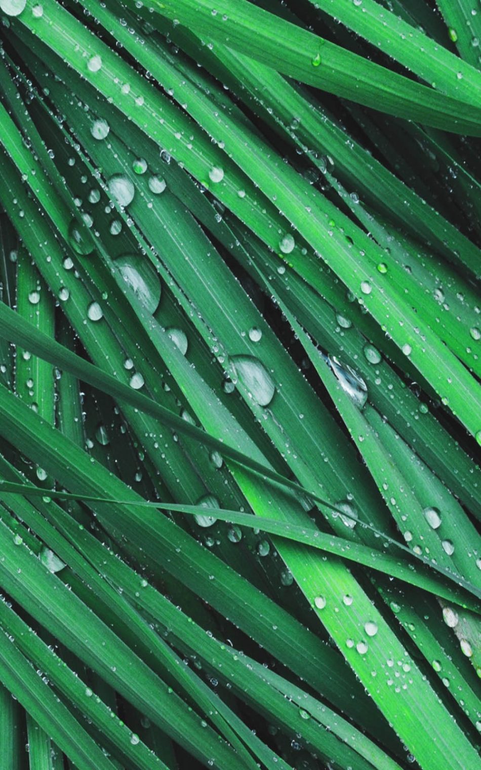 Grass Dew Drops 4K Ultra HD Mobile Wallpaper Grass Dew Drops 4K Ultra HD Mobile Wallpaper