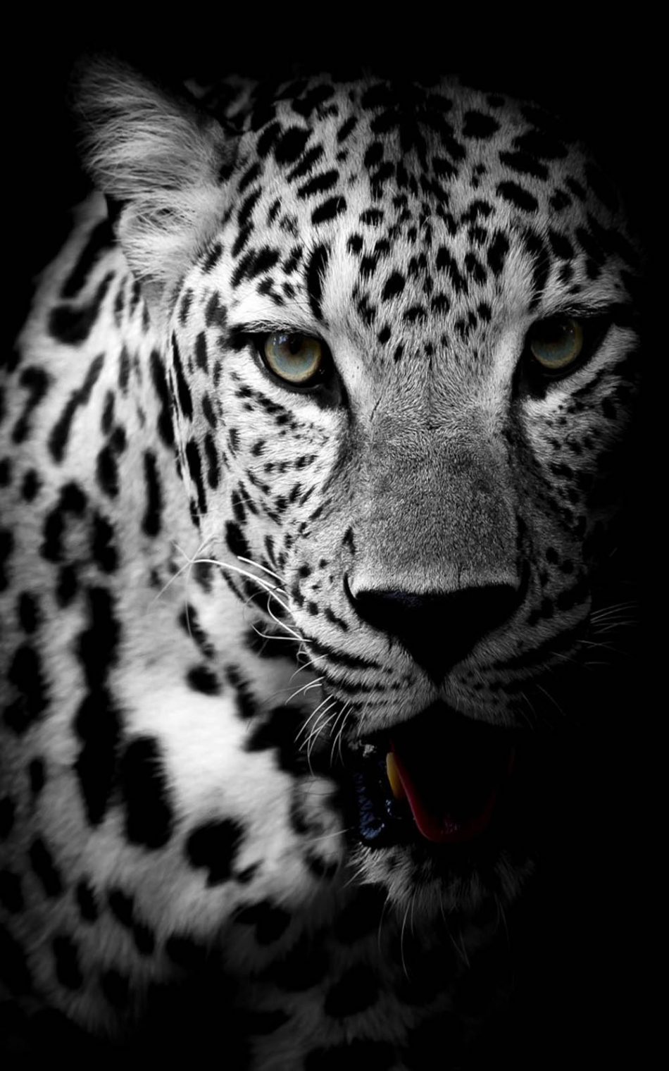 Leopard Black & White Free 4K Ultra HD Mobile Wallpaper