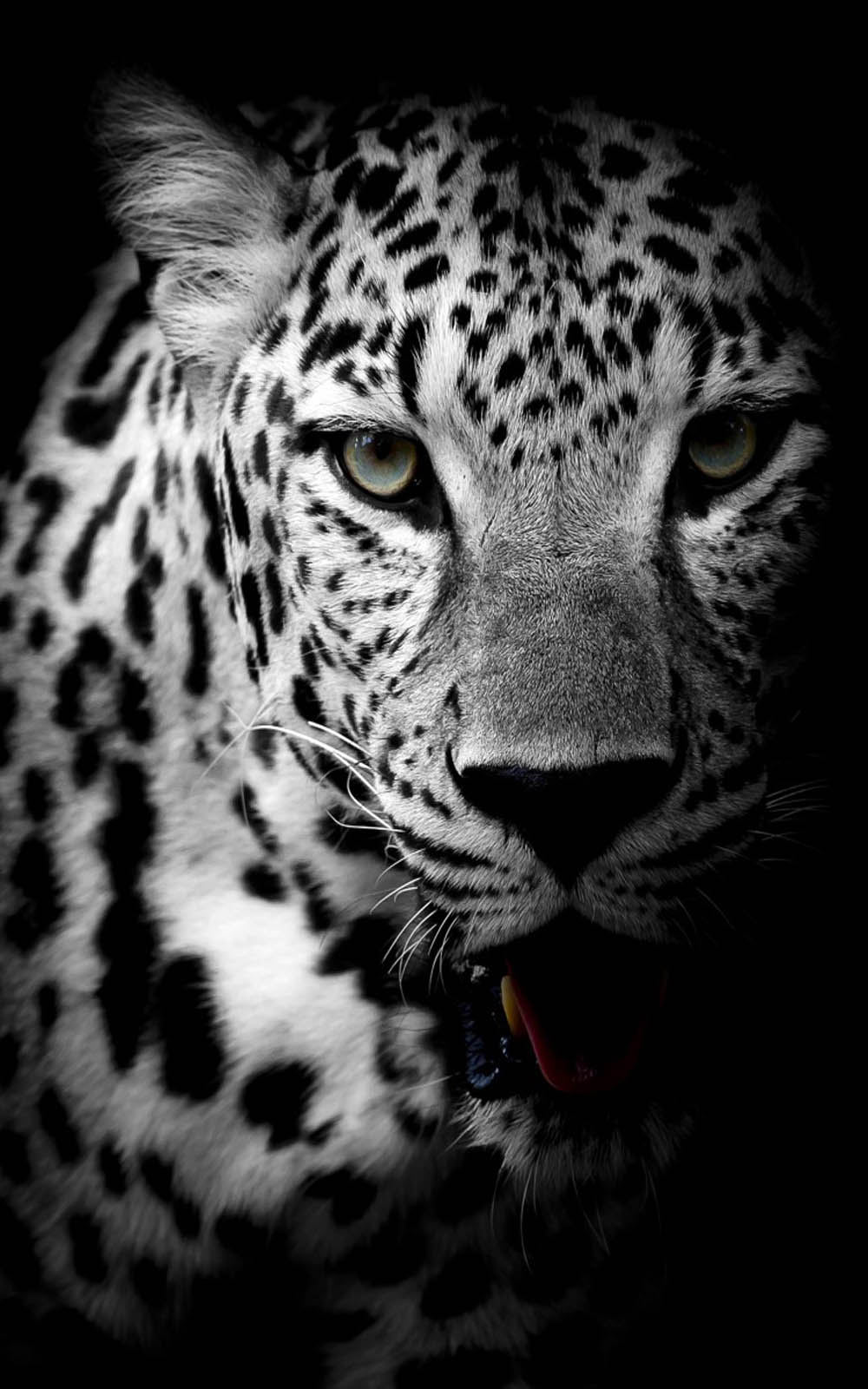 Leopard Black  White Free 4K  Ultra HD  Mobile  Wallpaper 