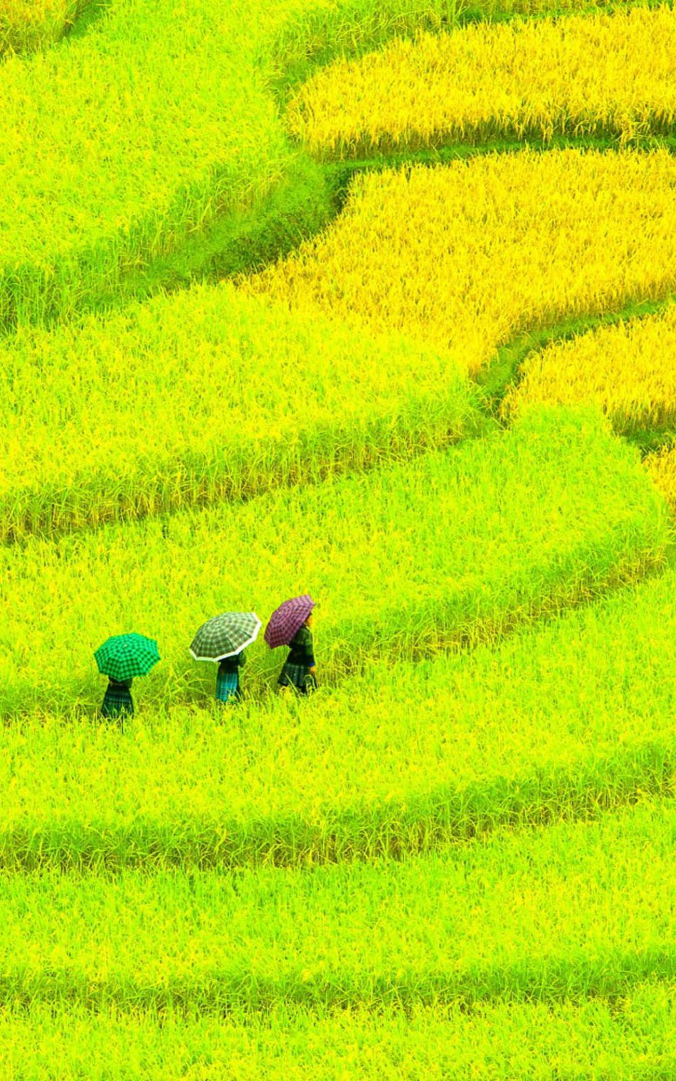 Awesome Asian Paddy Field HD Mobile Wallpaper