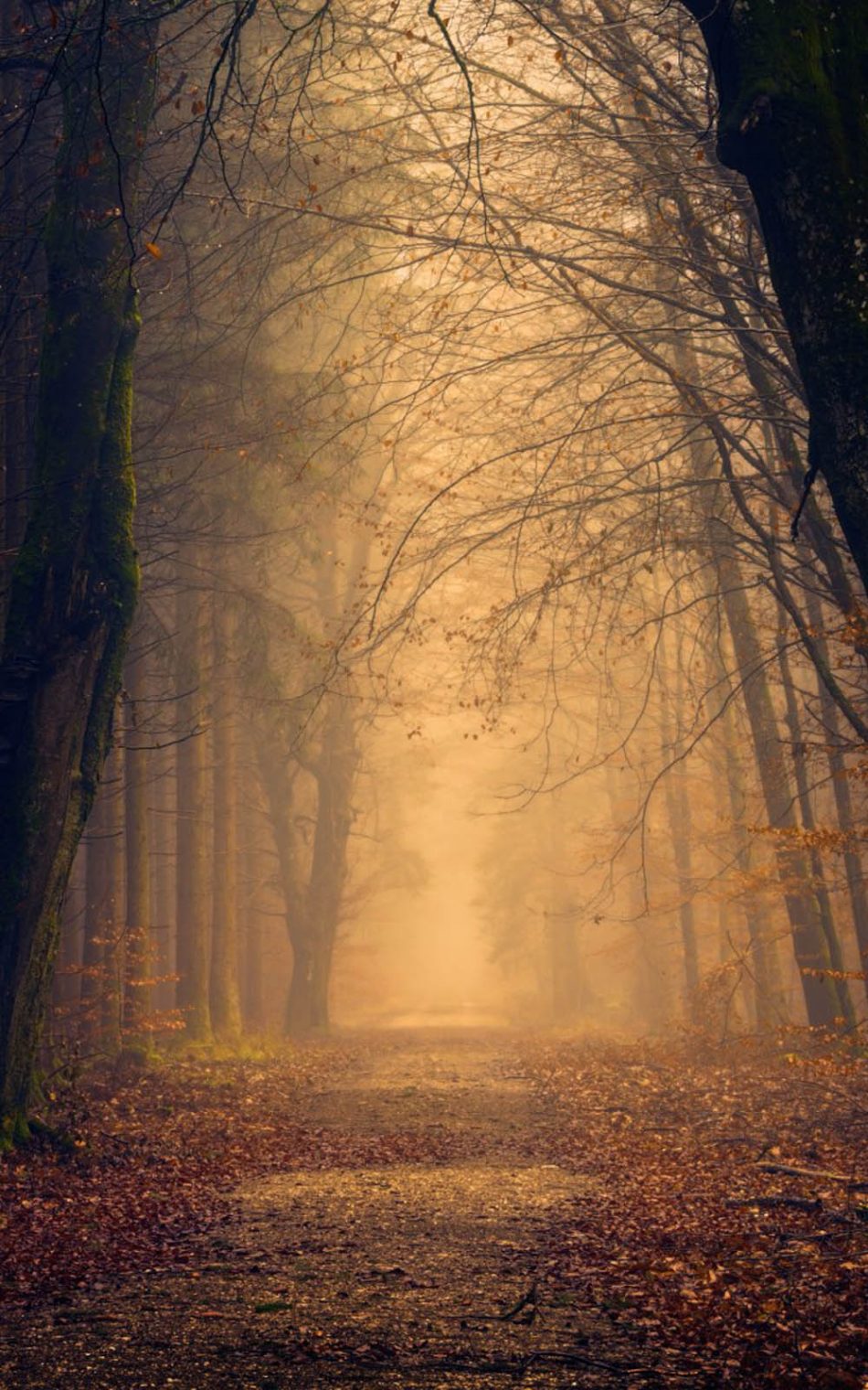 Foggy Autumn Forest Morning HD Mobile Wallpaper