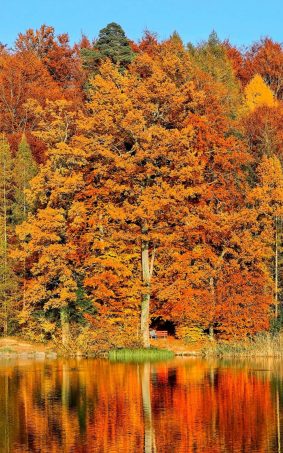 Amazing View of Trees In Autumn HD Mobile Wallpaper