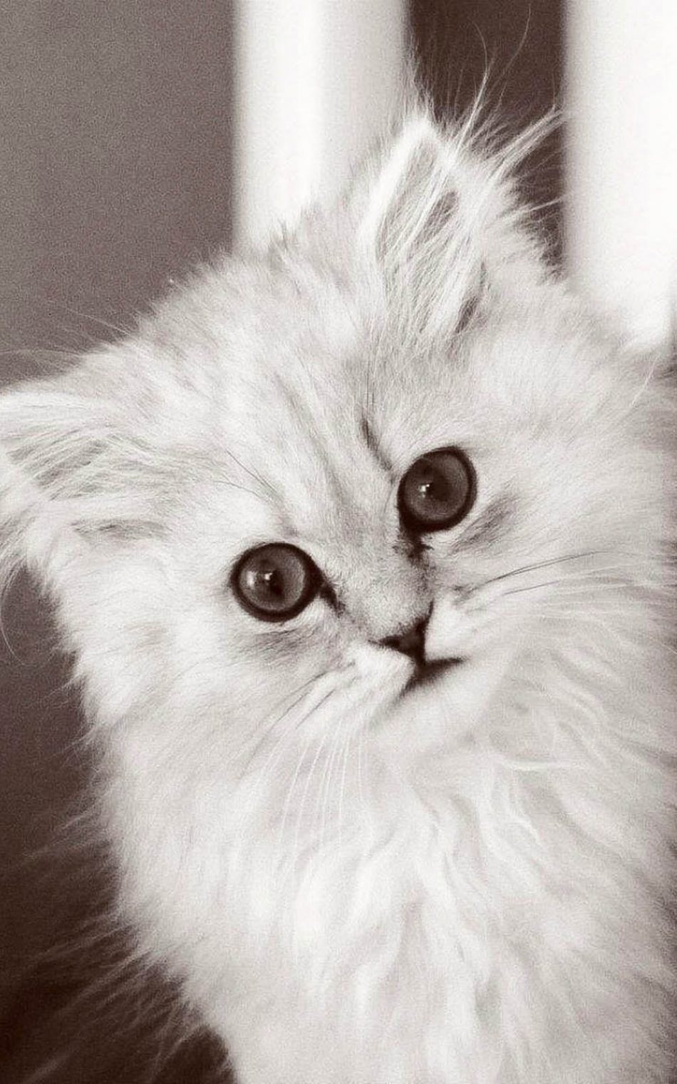 Cute Fluffy Kitten HD Mobile Wallpaper
