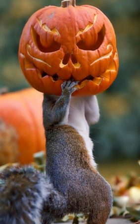 Squirrel Wearing Halloween Pumpkin Mask HD Mobile Wallpaper