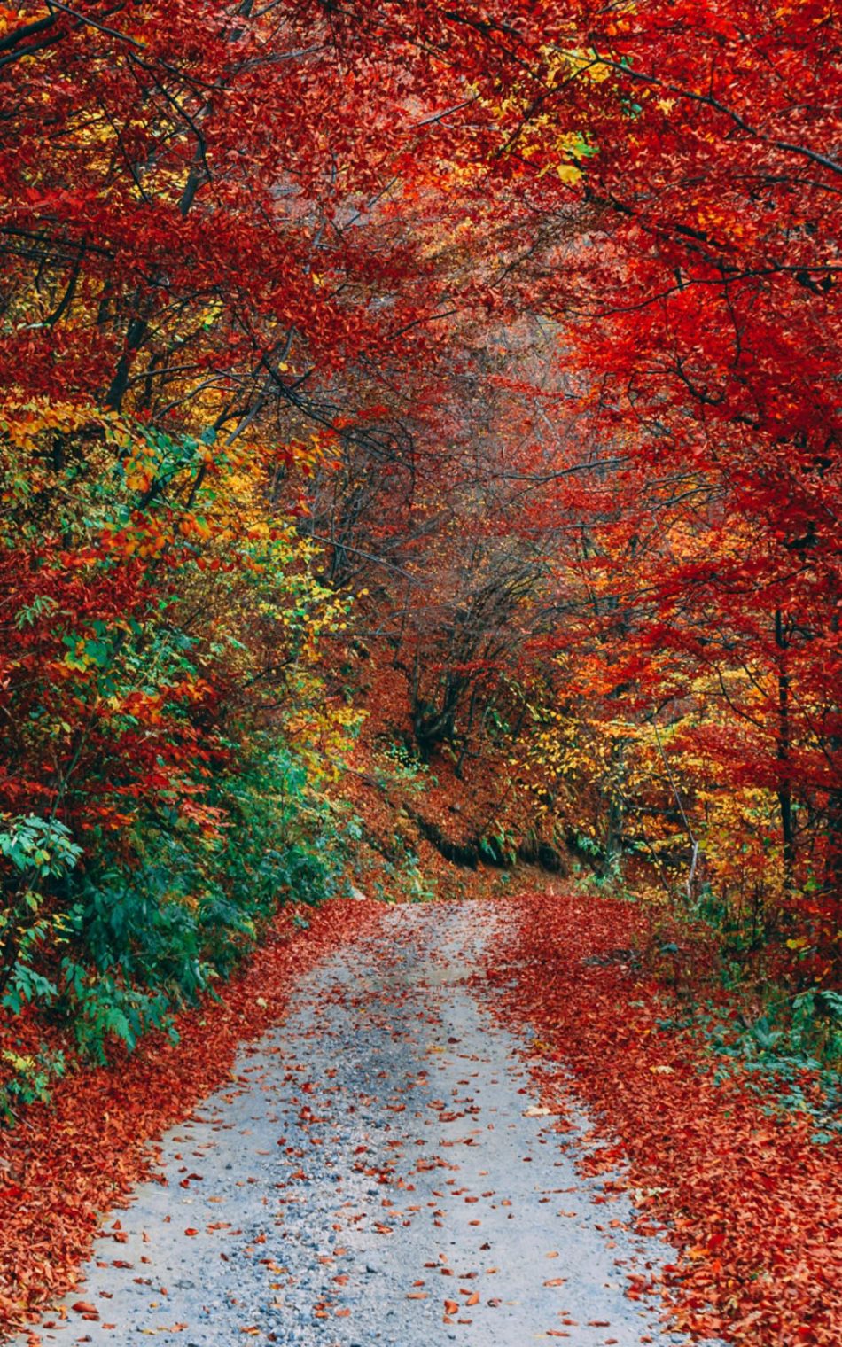 Colorful Autumn Fall Roadway HD Mobile Wallpaper