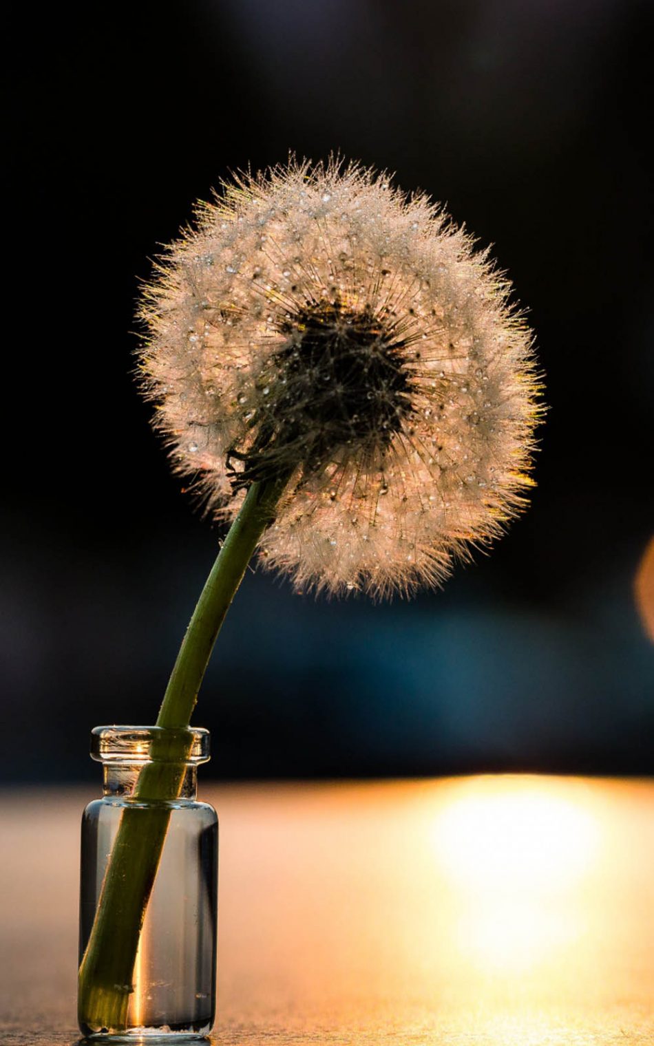 Dandelion Flower HD Mobile Wallpaper