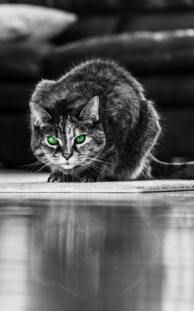 Green Eyed Angry Cat HD Mobile Wallpaper