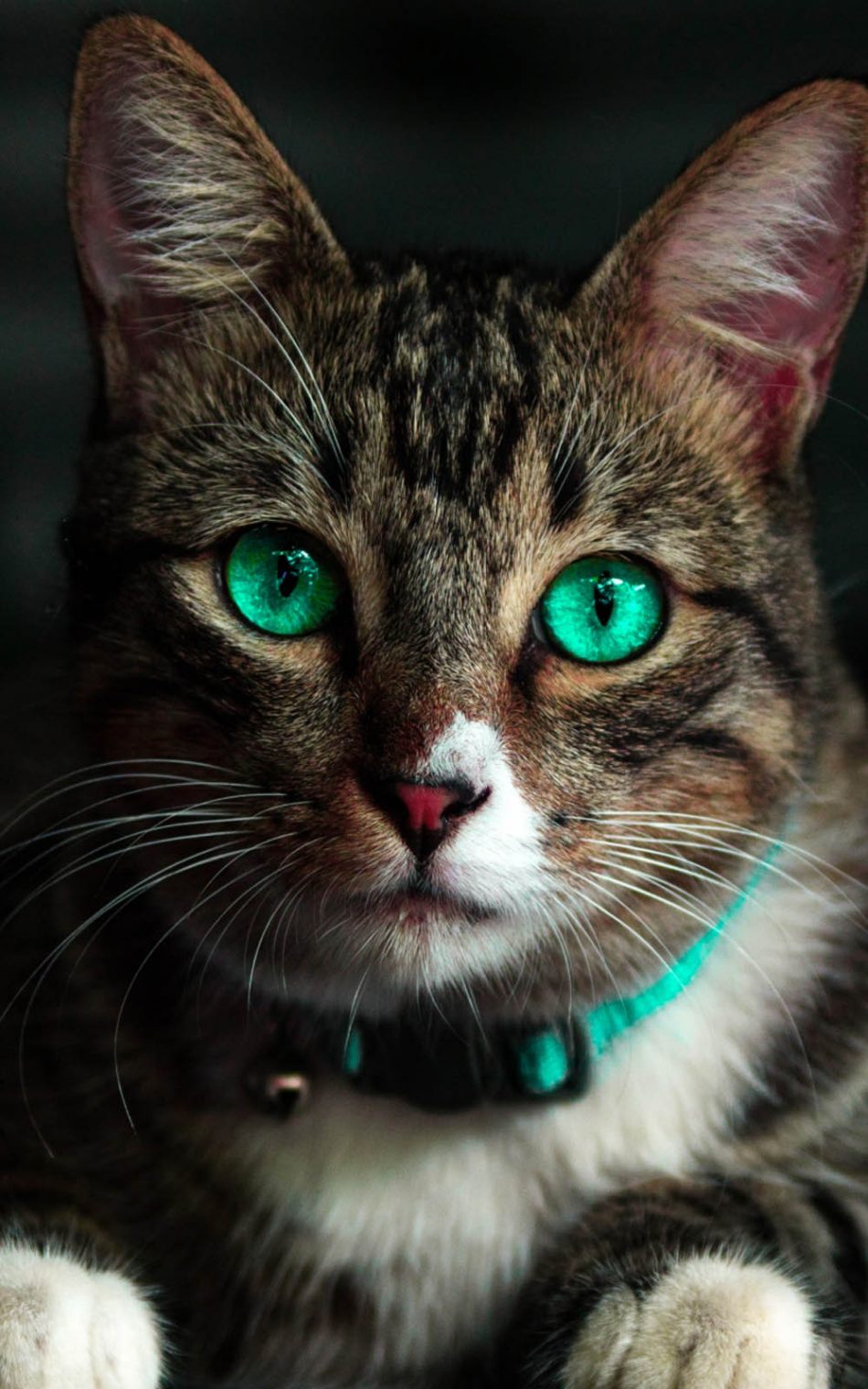 Green Eyed Cat HD Mobile Wallpaper