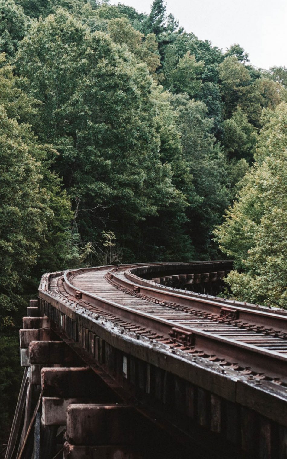 Railway Through Forest Trees HD Mobile Wallpaper
