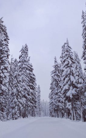 Winter Snow Road And Trees HD Mobile Wallpaper