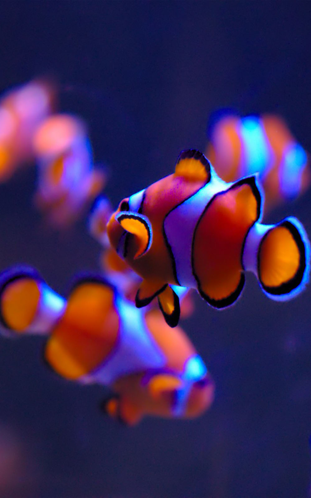Clown Fishes 4K Ultra HD Mobile Wallpaper