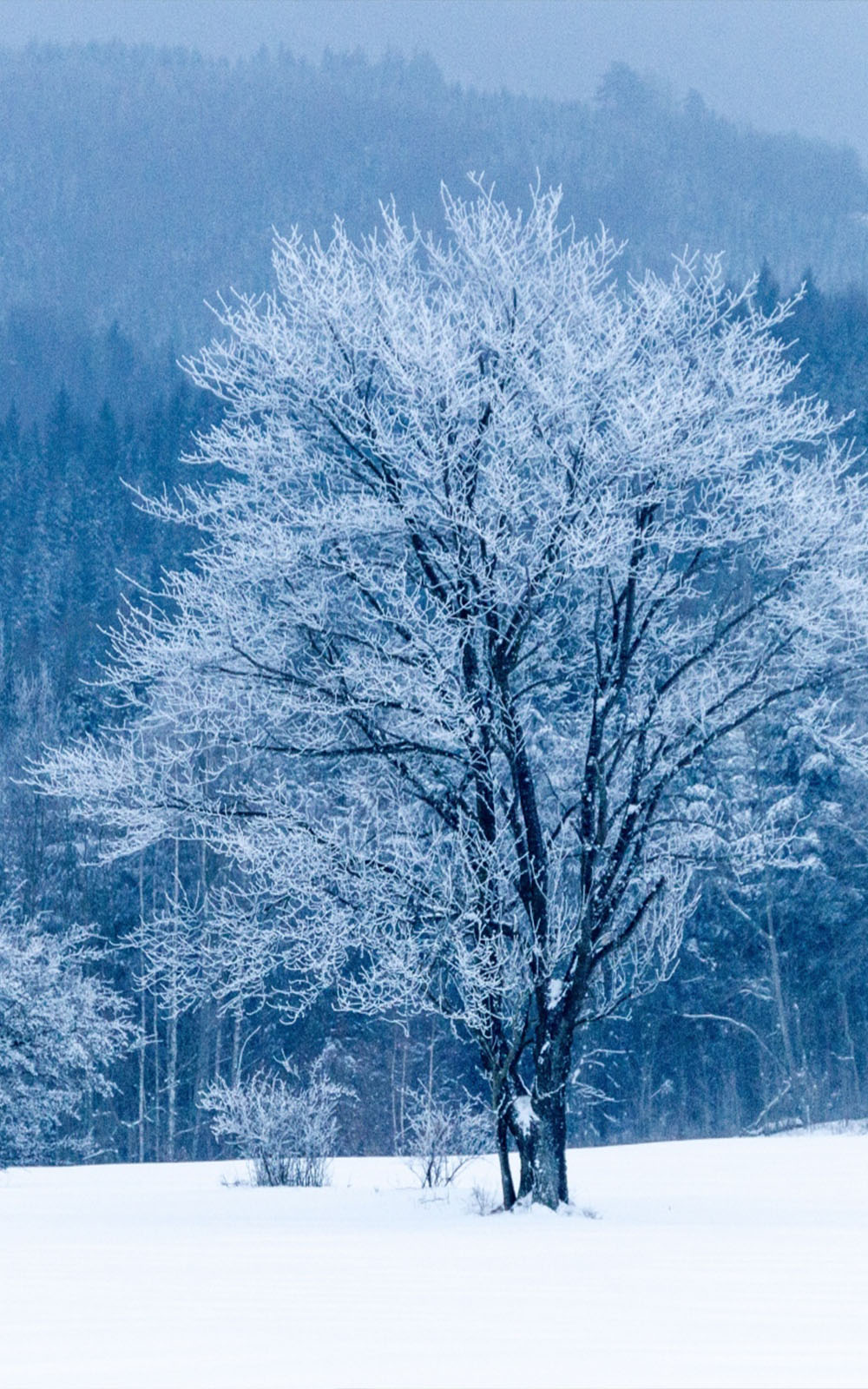 Frozen Tree Snow Winter 4K Ultra HD Mobile Wallpaper for iPhone & Android
