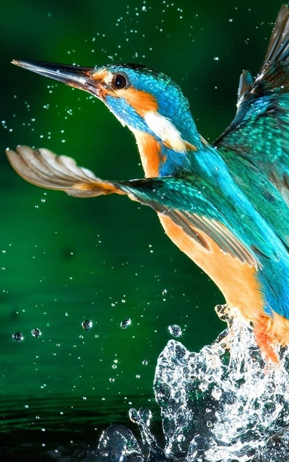 Kingfisher Bird 4K Ultra HD Mobile Wallpaper