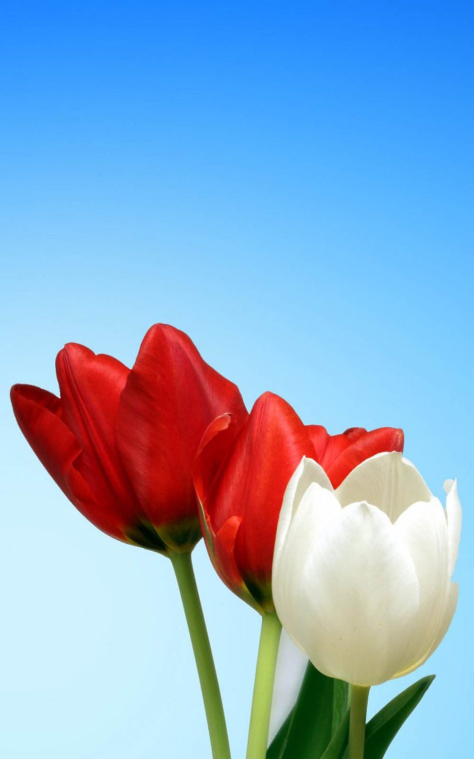 Red White Tulips HD Mobile Wallpaper