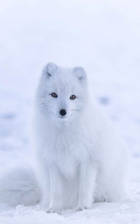 Cute White Arctic Fox HD Mobile Wallpaper