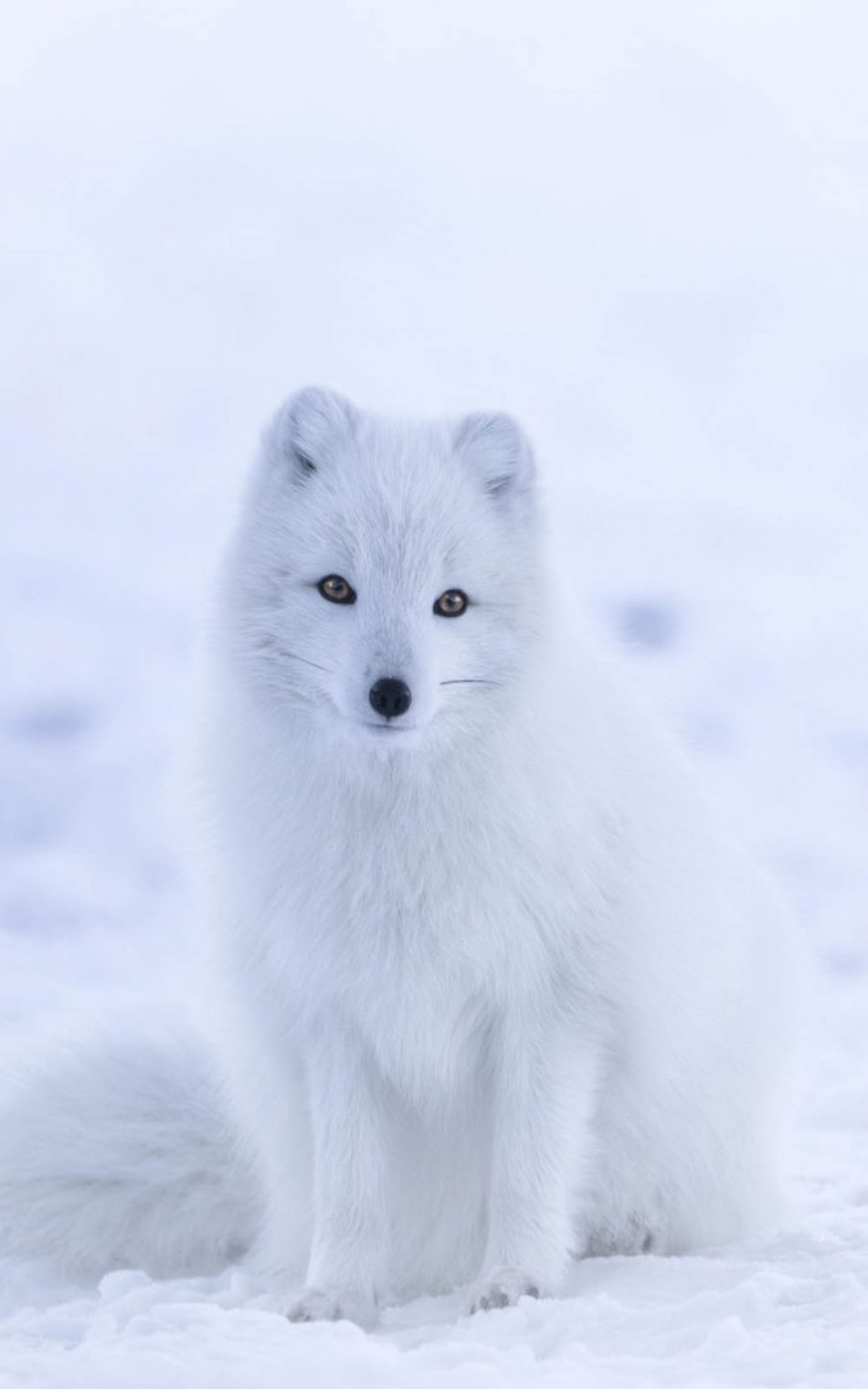 Cute White Arctic Fox HD Mobile Wallpaper