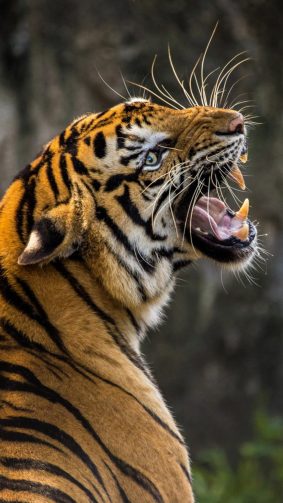 Roaring Tiger HD Mobile Wallpaper
