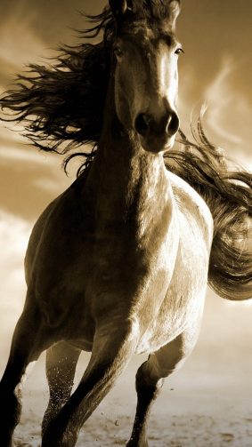 Running Horse HD Mobile Wallpaper