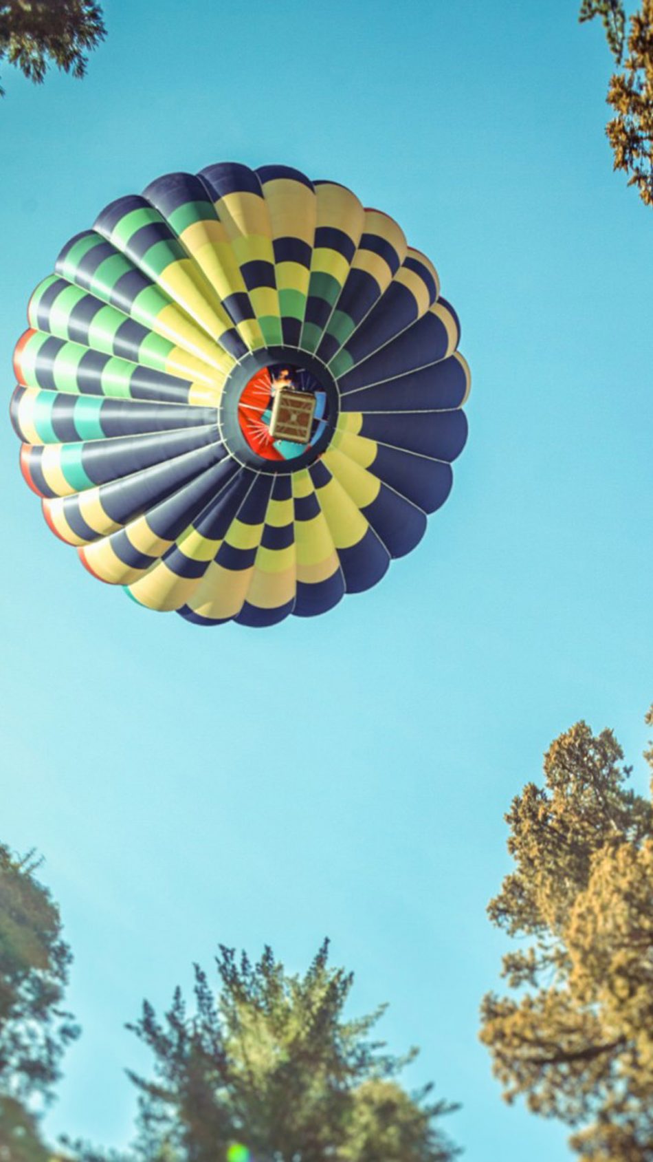 Hot Air Balloon In Sequoia National Park HD Mobile Wallpaper