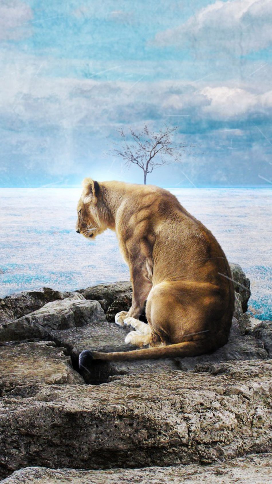 Lone Sad Lion HD Mobile Wallpaper