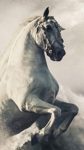 Pegasus White Horse HD Mobile Wallpaper