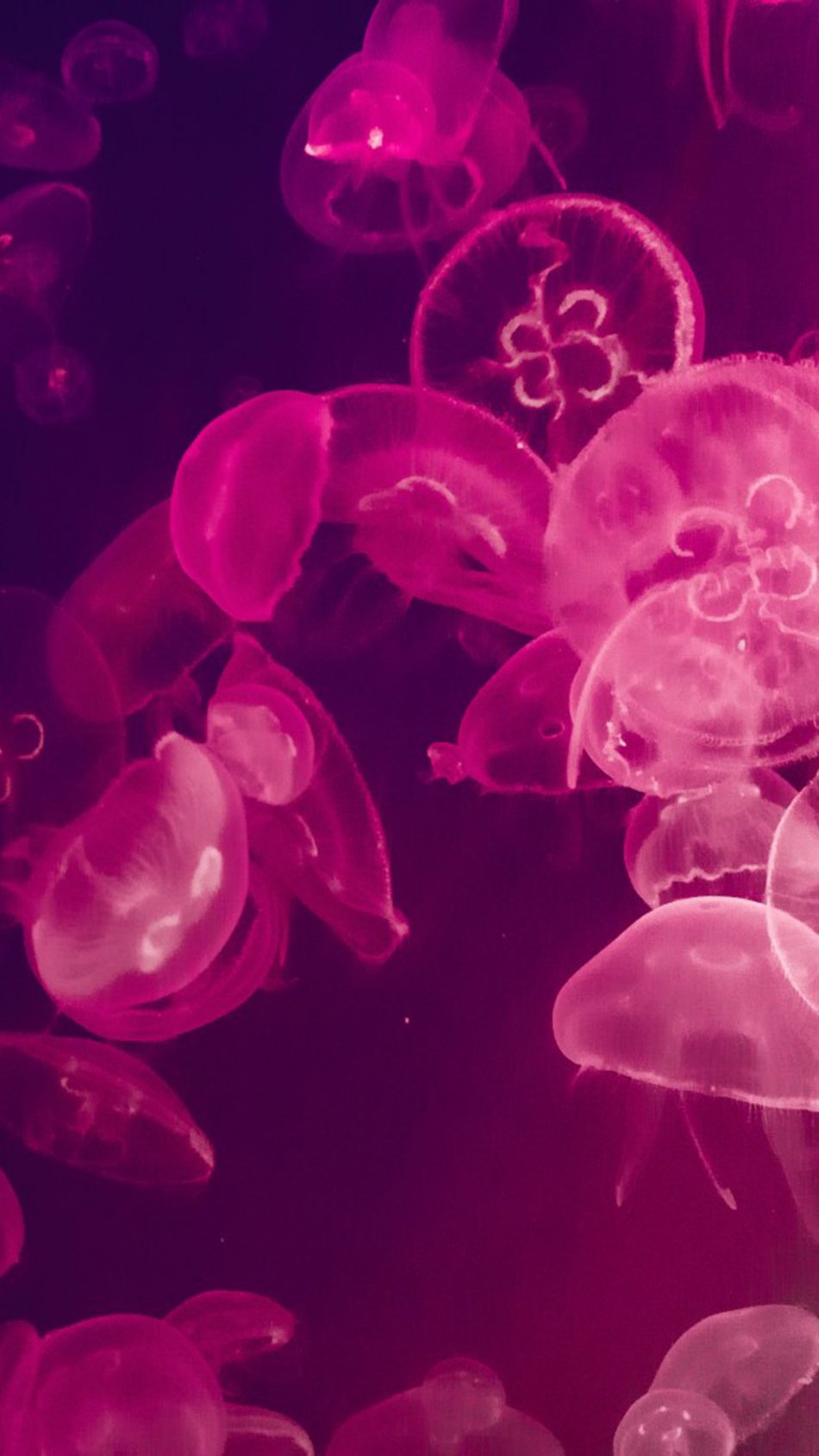 Pink Jellyfishes Underwater HD Mobile Wallpaper
