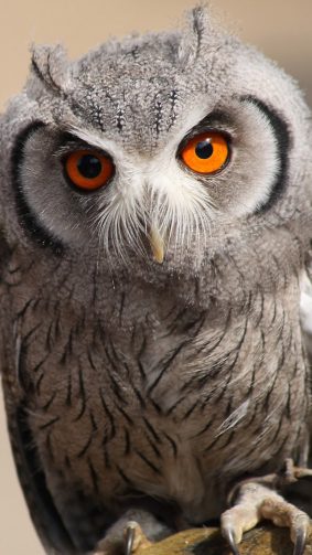 Staring Owl HD Mobile Wallpaper