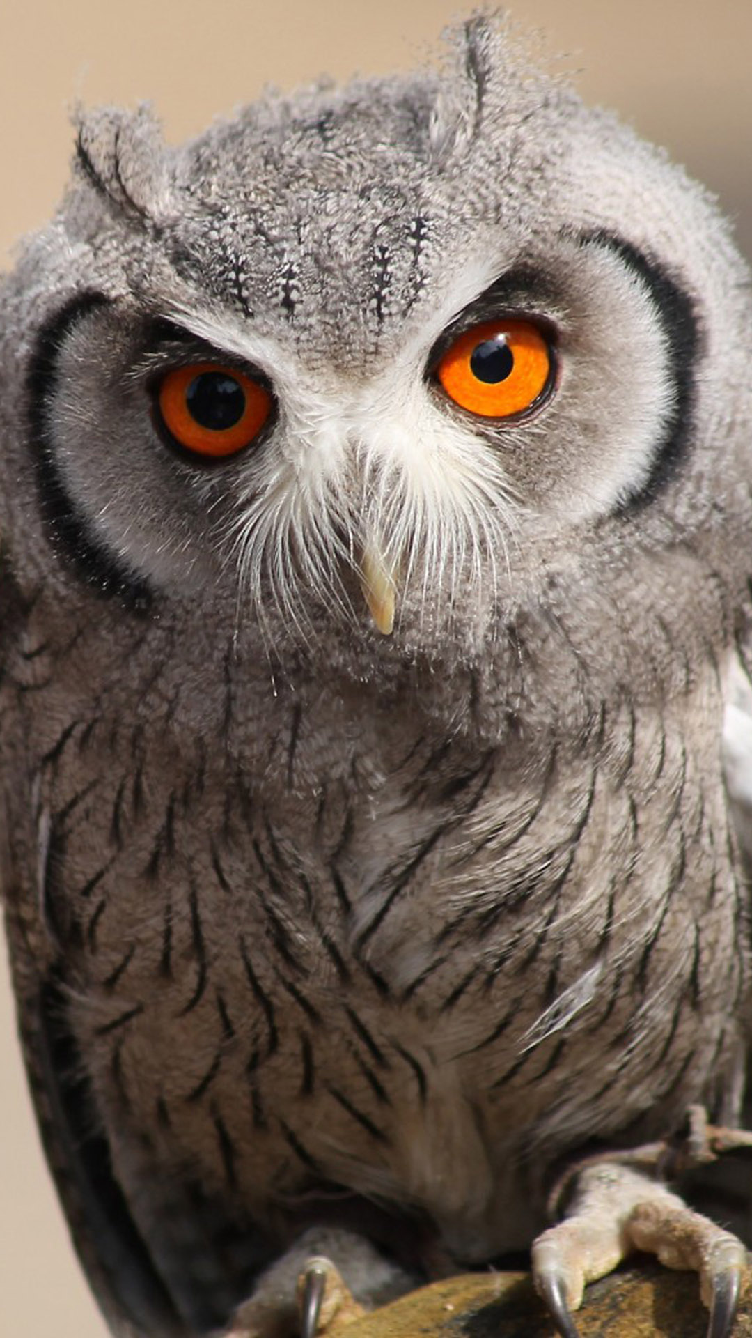 Staring Owl 4K Ultra HD Mobile Wallpaper