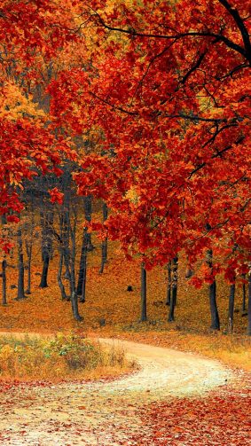 Beautiful Autumn Road & Trees HD Mobile Wallpaper