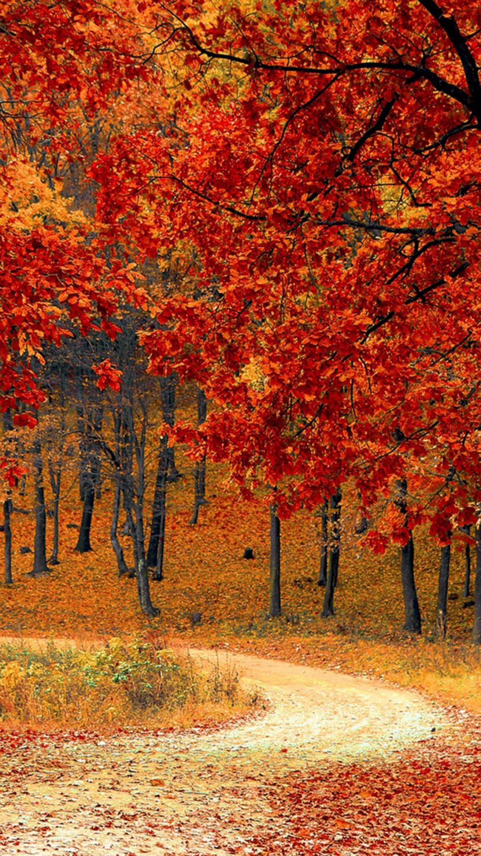 Beautiful Autumn Road & Trees 4K Ultra HD Mobile Wallpaper