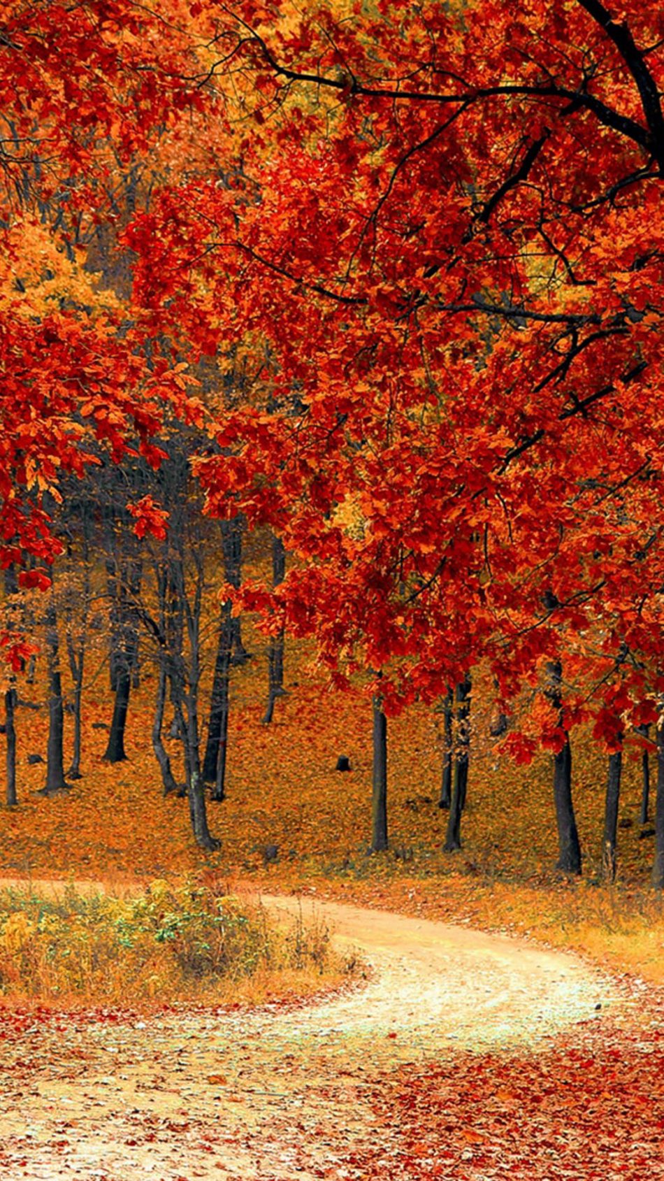 Beautiful Autumn Road & Trees 4K Ultra HD Mobile Wallpaper Beautiful Autumn Road & Trees 4K Ultra HD Mobile Wallpaper