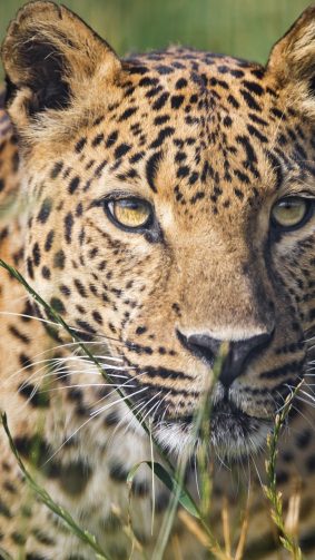 Leopard Grass Calm HD Mobile Wallpaper