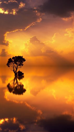 Sunset Seascape Tree Reflection HD Mobile Wallpaper