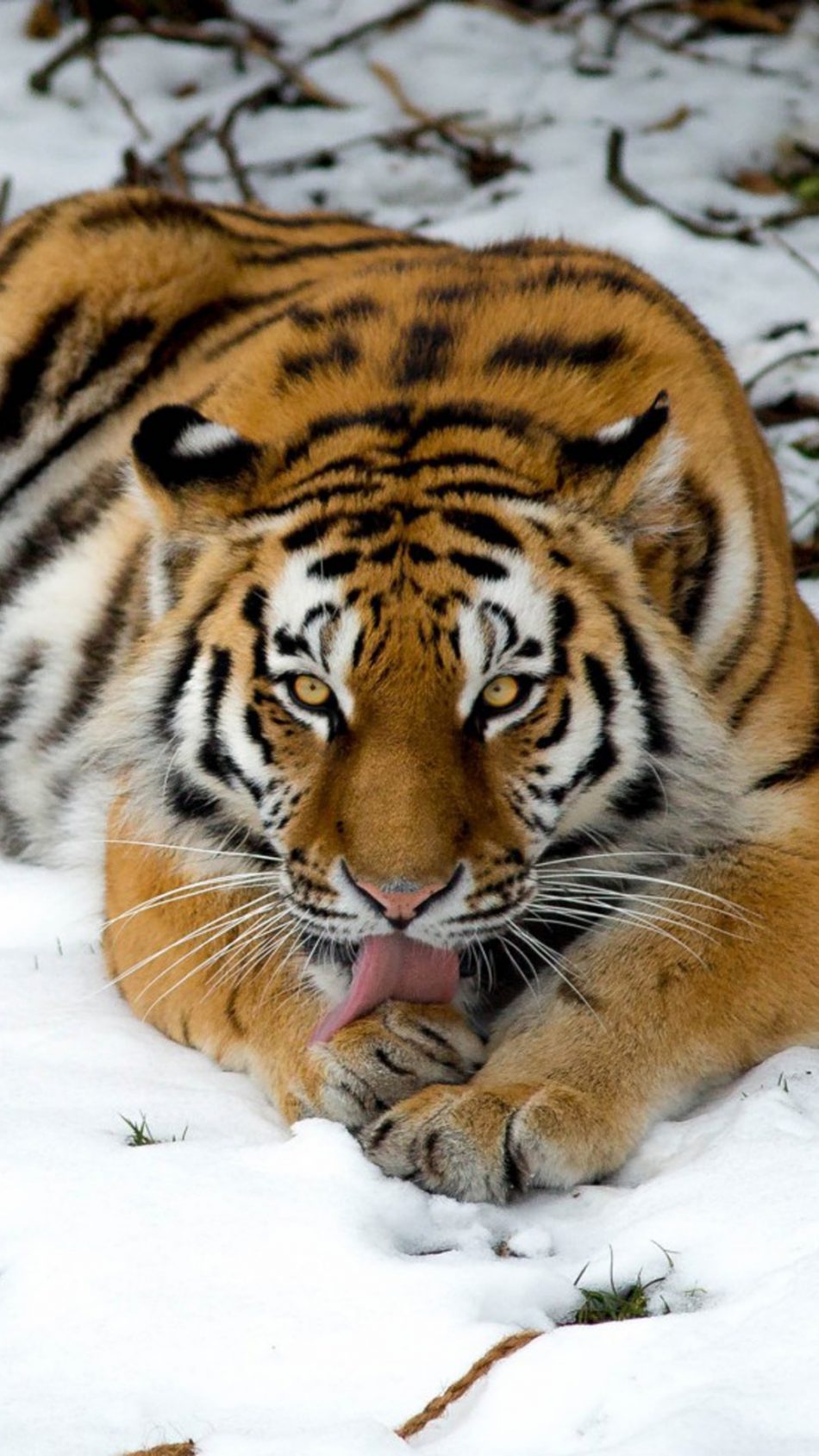 Tiger Winter Snow HD Mobile Wallpaper