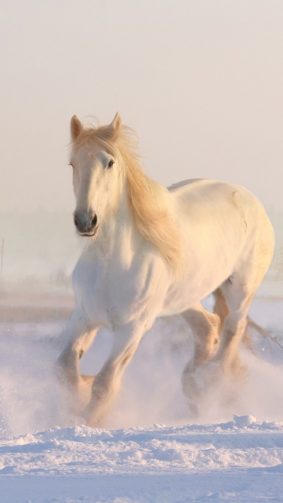 White Horse Running Winter Snow HD Mobile Wallpaper